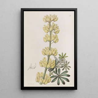Sydenham Edwards - Tree Lupine.webp