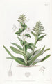 Triandrie Monogynie - Sydenham Edwards — artwork view