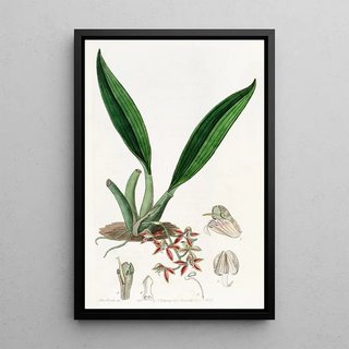 Sydenham Edwards - Triandrous Longgland.webp