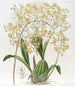 Oncidium con labios triangulares - Sydenham Edwards — vista de la obra