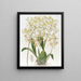 Oncidium con labios triangulares - Sydenham Edwards — cuadro enmarcado en la pared