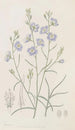 Suncress trifide - Sydenham Edwards — vista de la obra