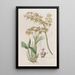 Oncidium with trowel-lipped flower - Sydenham Edwards — framed artwork on a wall