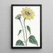de girasol con tallo en forma de trompeta - Sydenham Edwards — cuadro enmarcado en la pared