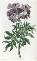 Solanum sin tubérculo - Sydenham Edwards — vista de la obra