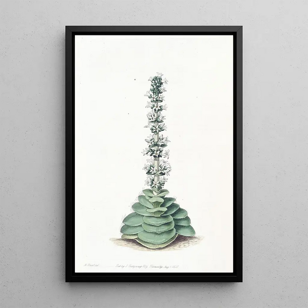 Sydenham Edwards - Turretted Crassula.webp