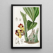 BarrelOrchis bicolore - Sydenham Edwards — cuadro enmarcado en la pared