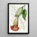 Brugmansia bicolore - Sydenham Edwards — cuadro enmarcado en la pared