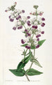 Collinsia bicolore - Sydenham Edwards — vista de la obra