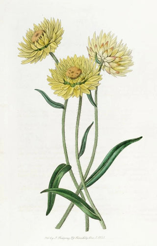 Sydenham Edwards - Twocoloured Elichrysum.webp