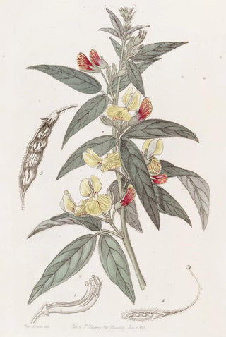 Sydenham Edwards - Twocoloured Pigeon Pea.webp