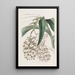 Epidendrum à deux pieds - Sydenham Edwards — framed artwork on a wall