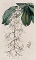 Angurek with two lobes - Sydenham Edwards — artwork view