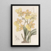 Oncidium con dos verrugas - Sydenham Edwards — cuadro enmarcado en la pared