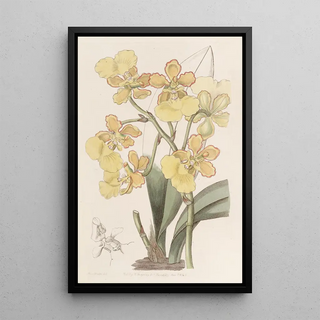 Sydenham Edwards - Twowarted Oncidium.webp