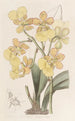 Oncidium con dos verrugas - Sydenham Edwards — vista de la obra