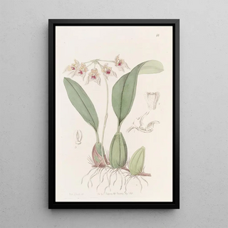 Sydenham Edwards - Umbelled Bolbophyl.webp