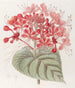 Clérodendron Malchanceux - Sydenham Edwards — artwork view