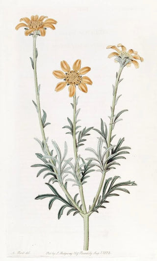 Sydenham Edwards - Uprightbranching Baebera.webp