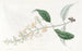 Buddleia a hojas variadas - Sydenham Edwards — vista de la obra