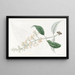 Buddleia a hojas variadas - Sydenham Edwards — cuadro enmarcado en la pared