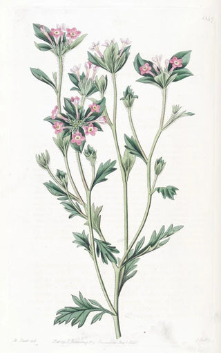 Sydenham Edwards - Variousleaved Collomia.webp