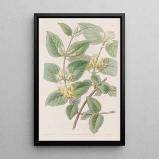 Sydenham Edwards - Variousleaved Fly Honeysuckle.webp