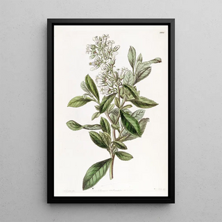 Sydenham Edwards - Varnished Escallonia.webp