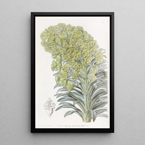 Sydenham Edwards - Venetian Euphorbia.webp