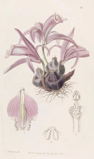 Sydenham Edwards - Wallichs Caelogyne.webp