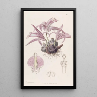 Sydenham Edwards - Wallichs Caelogyne.webp