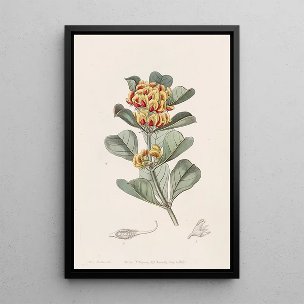 Sydenham Edwards - Wedgeleaved Oxylobium.webp