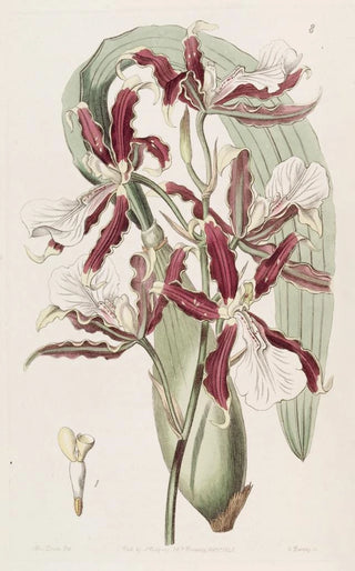 Sydenham Edwards - Wedgelipped Miltonia.webp