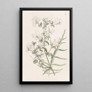 Sydenham Edwards - White Shizanthus.webp
