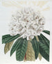 Rhododendron Blanc - Sydenham Edwards — artwork view