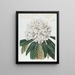 Rhododendron Blanc - Sydenham Edwards — framed artwork on a wall