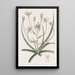 Ornithogale painting with white border - Sydenham Edwards — framed artwork on a wall