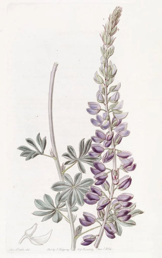Sydenham Edwards - Whiteleaved Lupine.webp