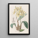 Laelia jaune - Sydenham Edwards — framed artwork on a wall