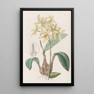 Sydenham Edwards - Yellow Laelia.webp