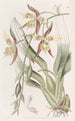 Odontoglossum amarillo y marrón - Sydenham Edwards — vista de la obra
