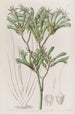 Amigozanthus con pelos amarillos - Sydenham Edwards — vista de la obra