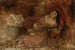 Mujer con una guitarra - Szymon Buchbinder — vista de la obra