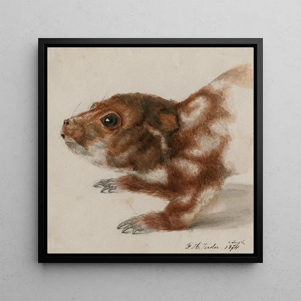 Tête d'un cuscus - Floris Verster