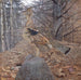 Tetra with reddish feathers male in the forest - Gerald Thayer — artwork view