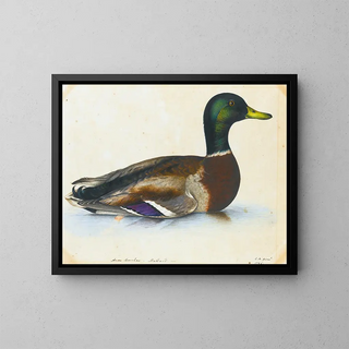 The Reverend Christopher Atkinson - Portrait Of A Mallard.webp