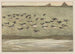Egrets by the water's edge - Theo van Hoytema — artwork view