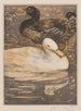 Two ducks - Theo van Hoytema — artwork view