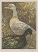 Two standing ducks - Theo van Hoytema — artwork view