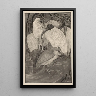 Theo van Hoytema - Vijf ibissen en een kwak.webp